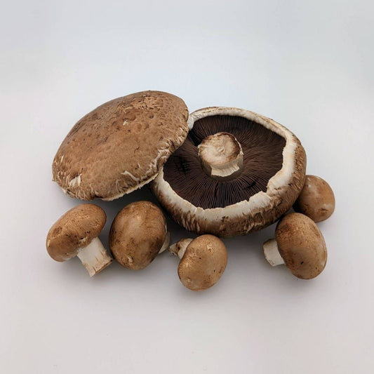 Portobello Mushroom Agaricus bisporus