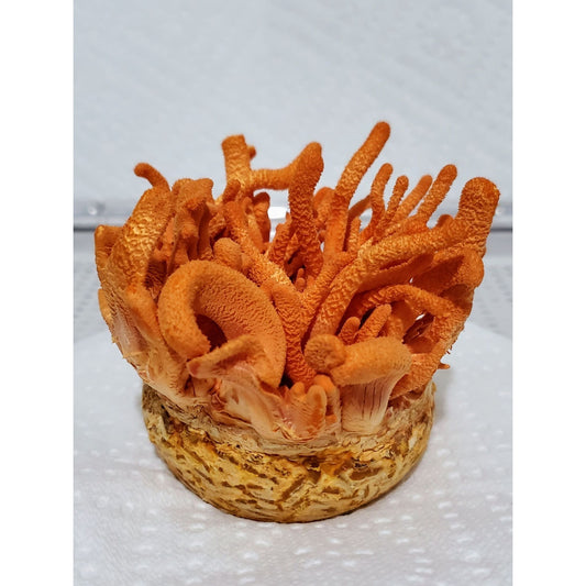 Cordyceps militaris