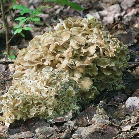 Umbrella Polypore Mushroom Polyporus umbellatus