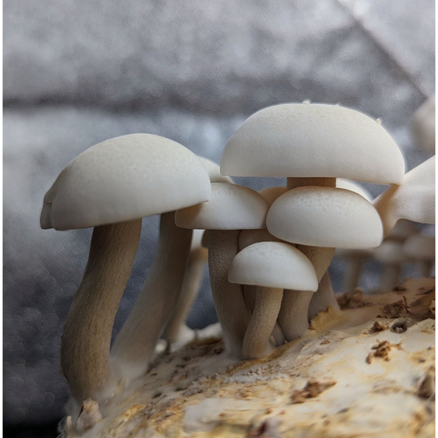 Big White Beech Mushroom Hypsizygus tessulatus