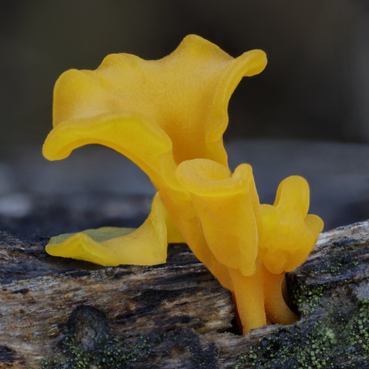 Fan-shaped Jelly Fungus Dacryopinax spathularia