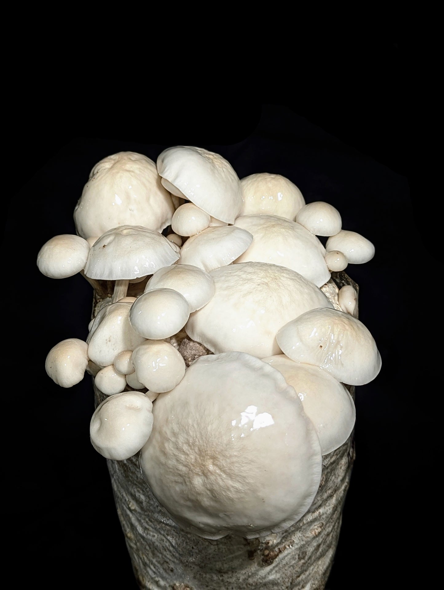 Porcelain Mushroom Oudemansiella mucida