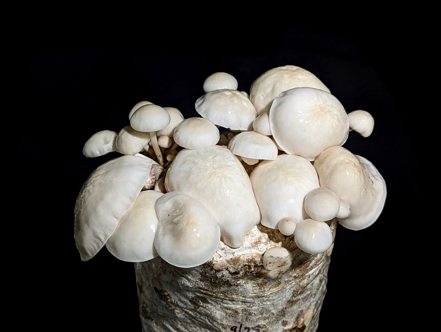 Porcelain Mushroom Oudemansiella mucida